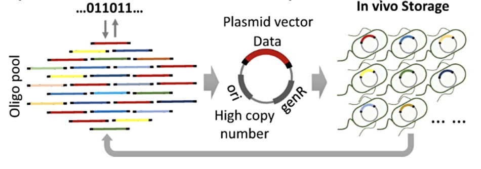 bacterial DNA data storage diagram