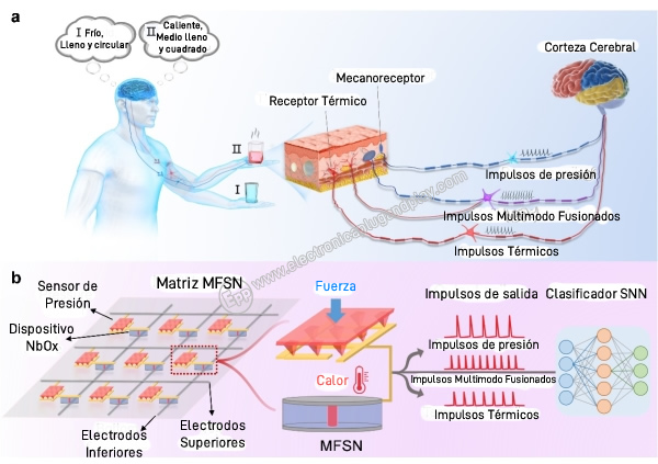 Sensor tactil humano y MFSN